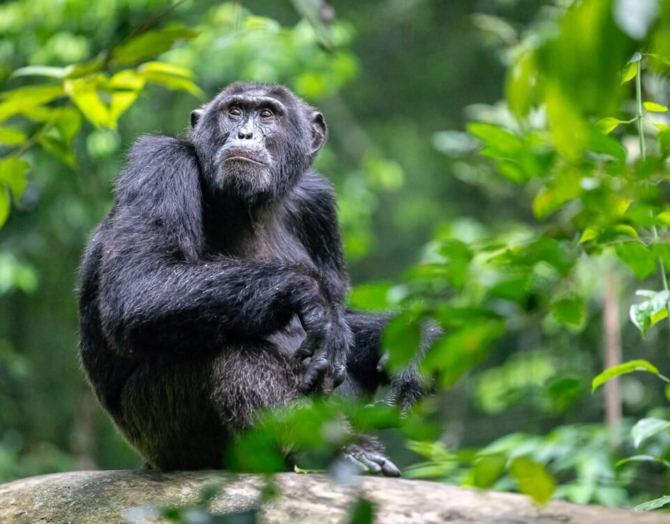 8-Day Rwanda Gorillas and Wildlife Safari Tour