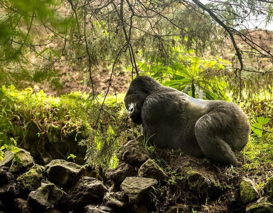10-Day Rwanda Uganda Gorillas Chimpanzees and Wildlife