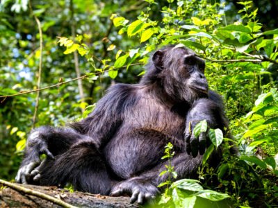 12-Day Rwanda Safari & Beyond 12-Day Rwanda Safari & Beyond