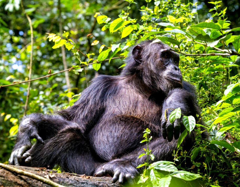 12-Day Rwanda Safari & Beyond