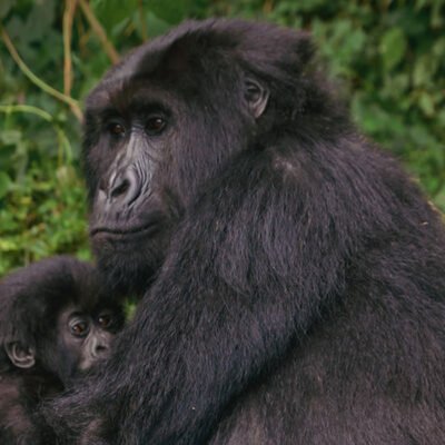 4-Day Rwanda and Uganda Safari Experience