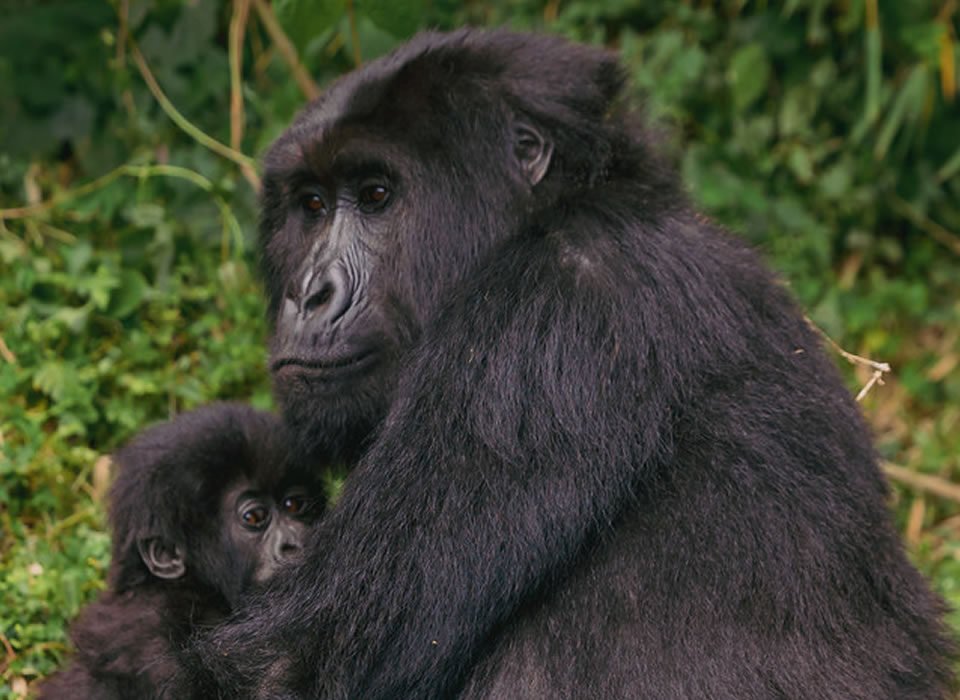 4-Day Rwanda and Uganda Safari Experience