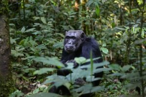 Chimpanzee Trekking in Uganda & Rwanda