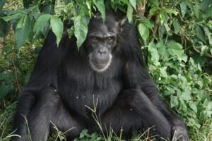 Chimpanzee Trekking in Uganda & Rwanda