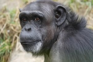 Chimpanzee Trekking Uganda